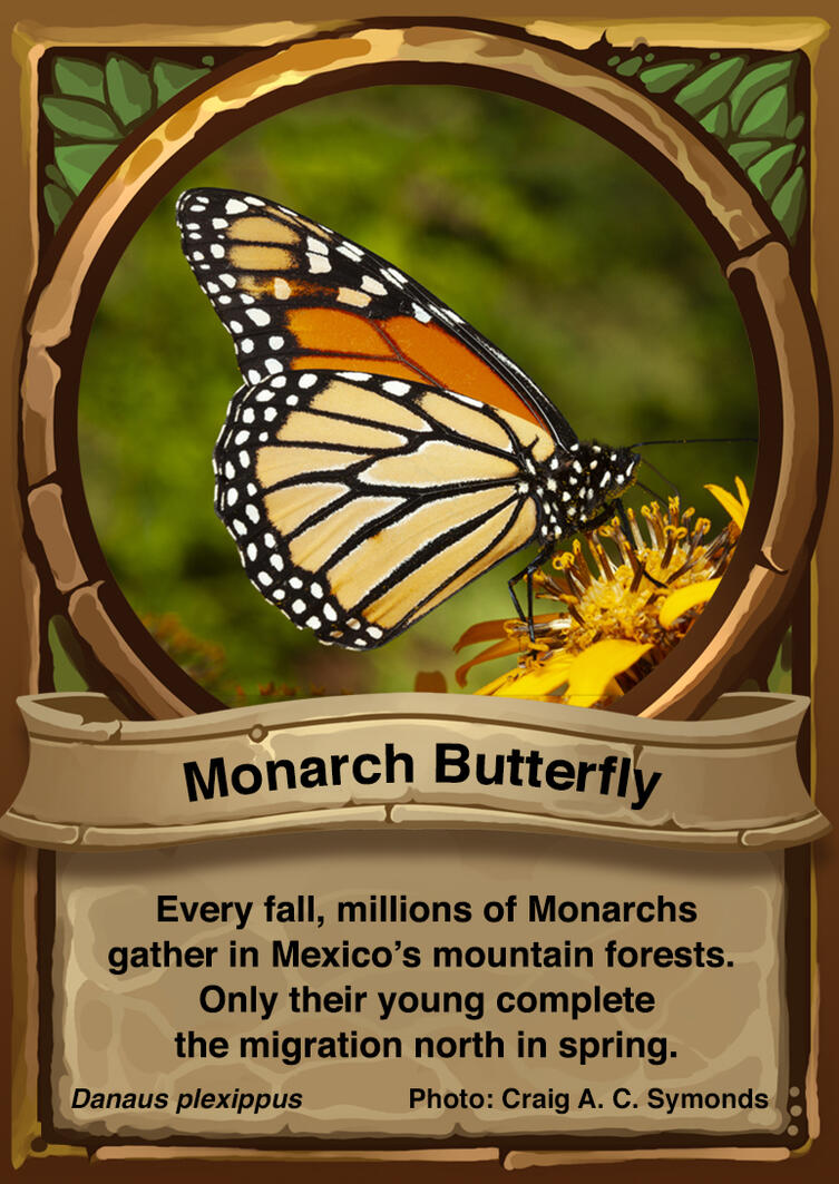 Monarch Butterfly Auraswarm Trading Card Monarch Butterfly Auraswarm Trading Card