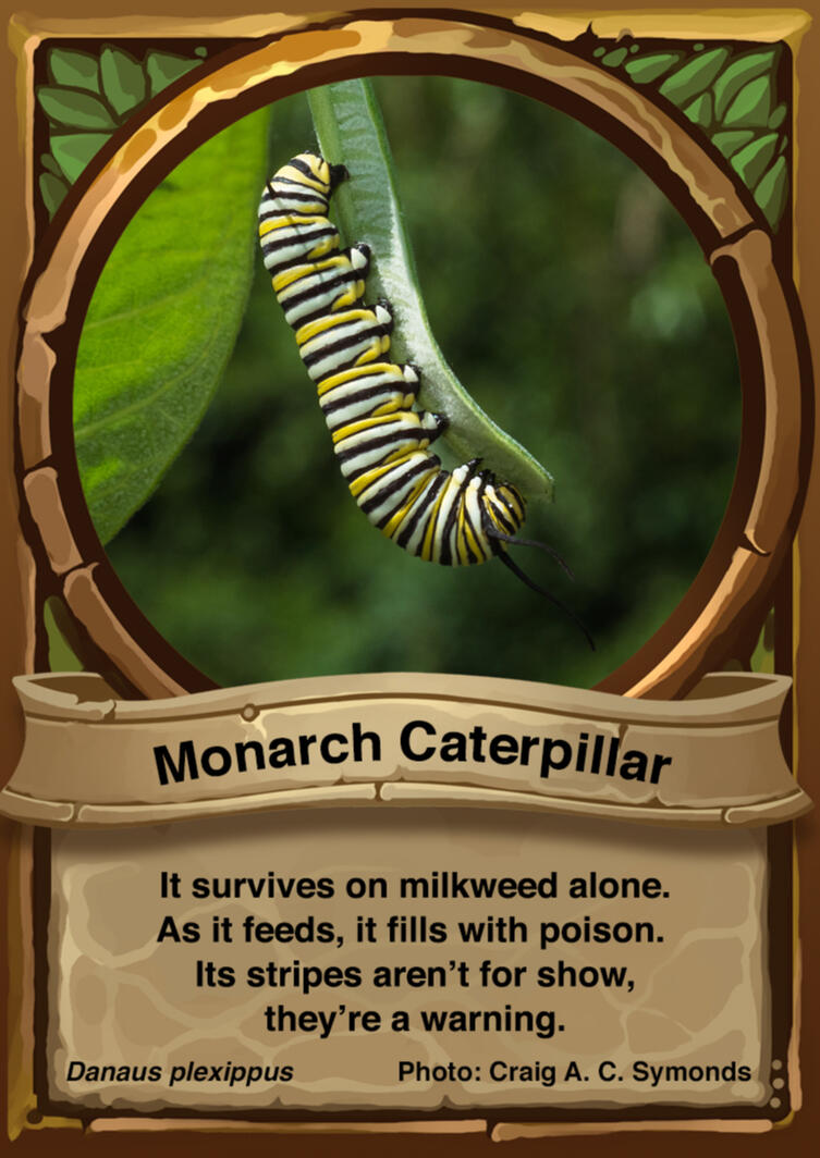 Monarch Caterpillar Auraswarm Trading Card Monarch Caterpillar Auraswarm Trading Card