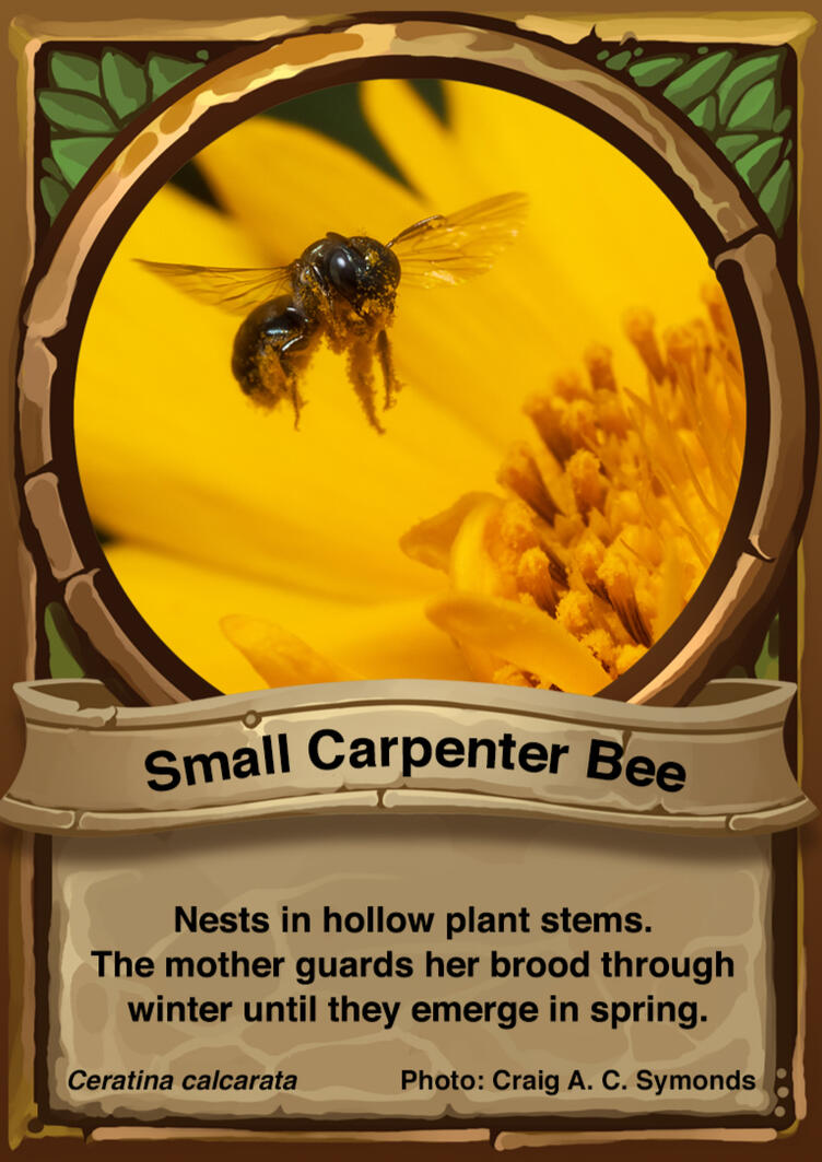 Small Carpenter Bee Auraswarm Trading Card Small Carpenter Bee Auraswarm Trading Card