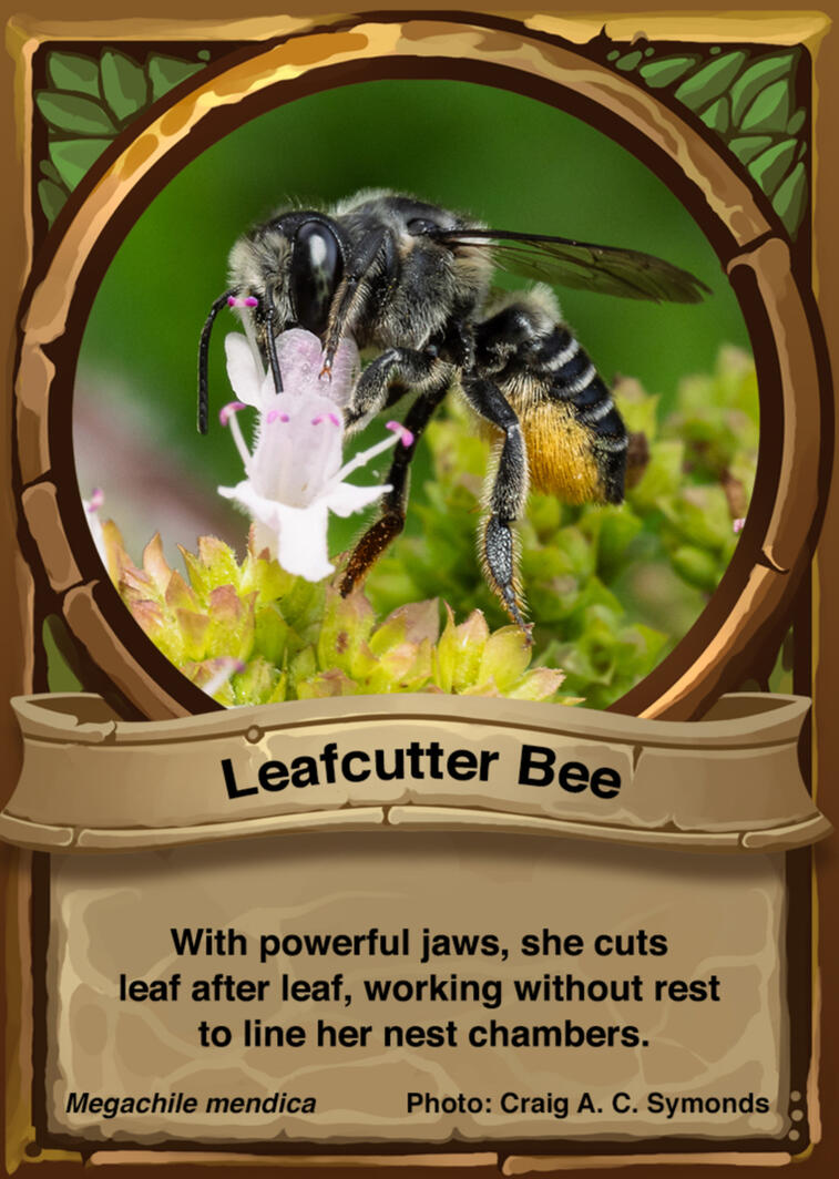 Leafcutter Bee Auraswarm Trading Card Leafcutter Bee Auraswarm Trading Card
