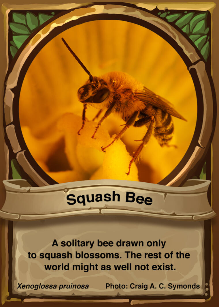 Squash Bee Auraswarm Trading Card Squash Bee Auraswarm Trading Card
