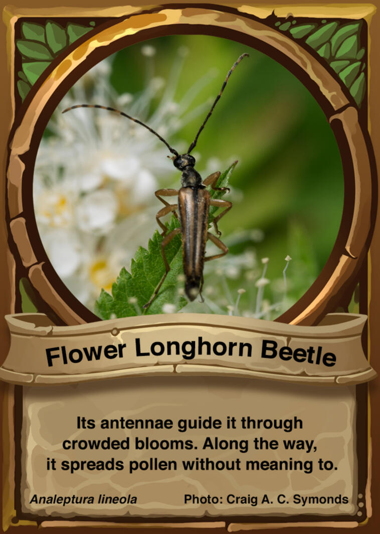 Flower Longhorn Beetle Auraswarm Trading Card Flower Longhorn Beetle Auraswarm Trading Card