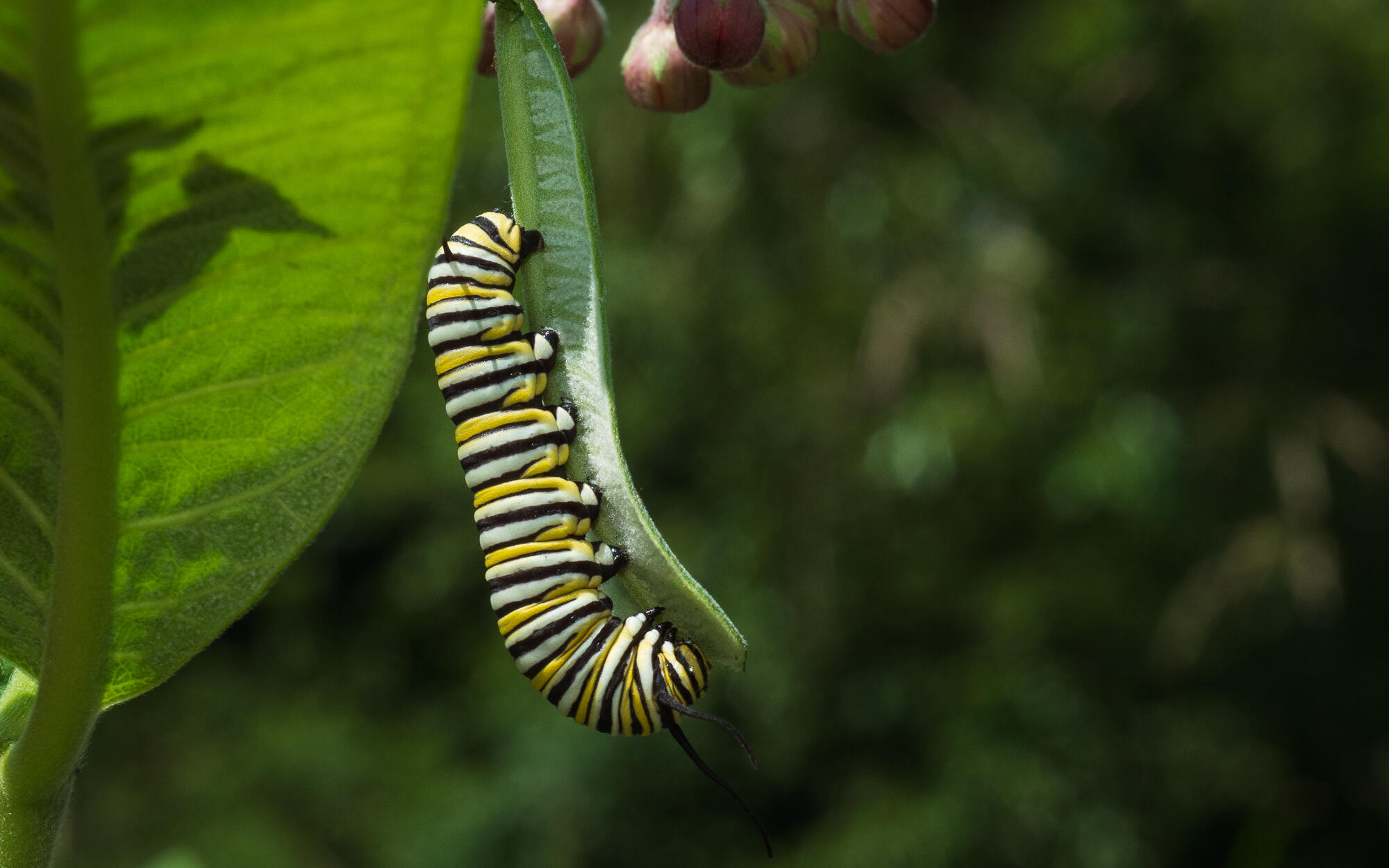 Monarch Caterpillar