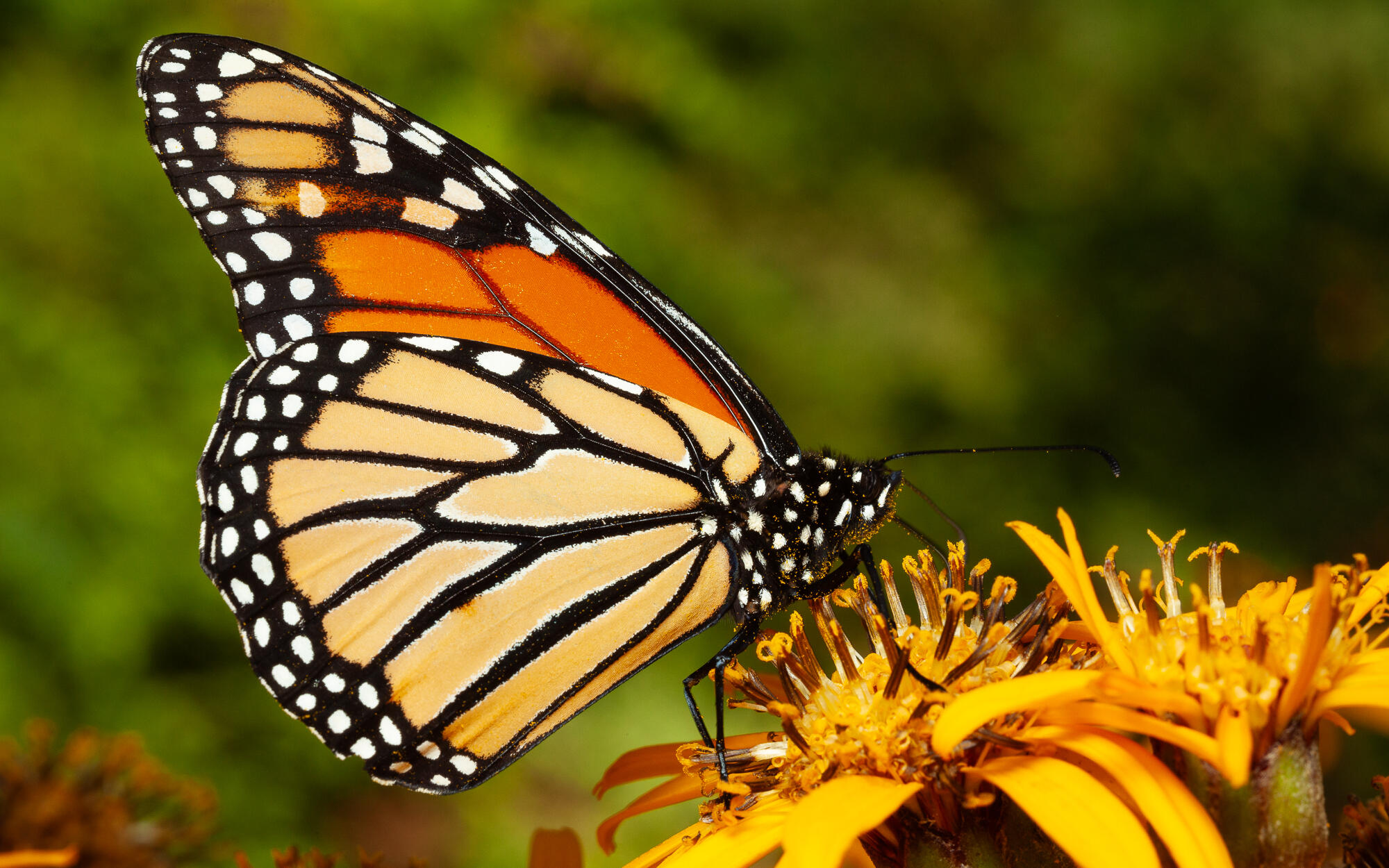 Monarch Butterfly