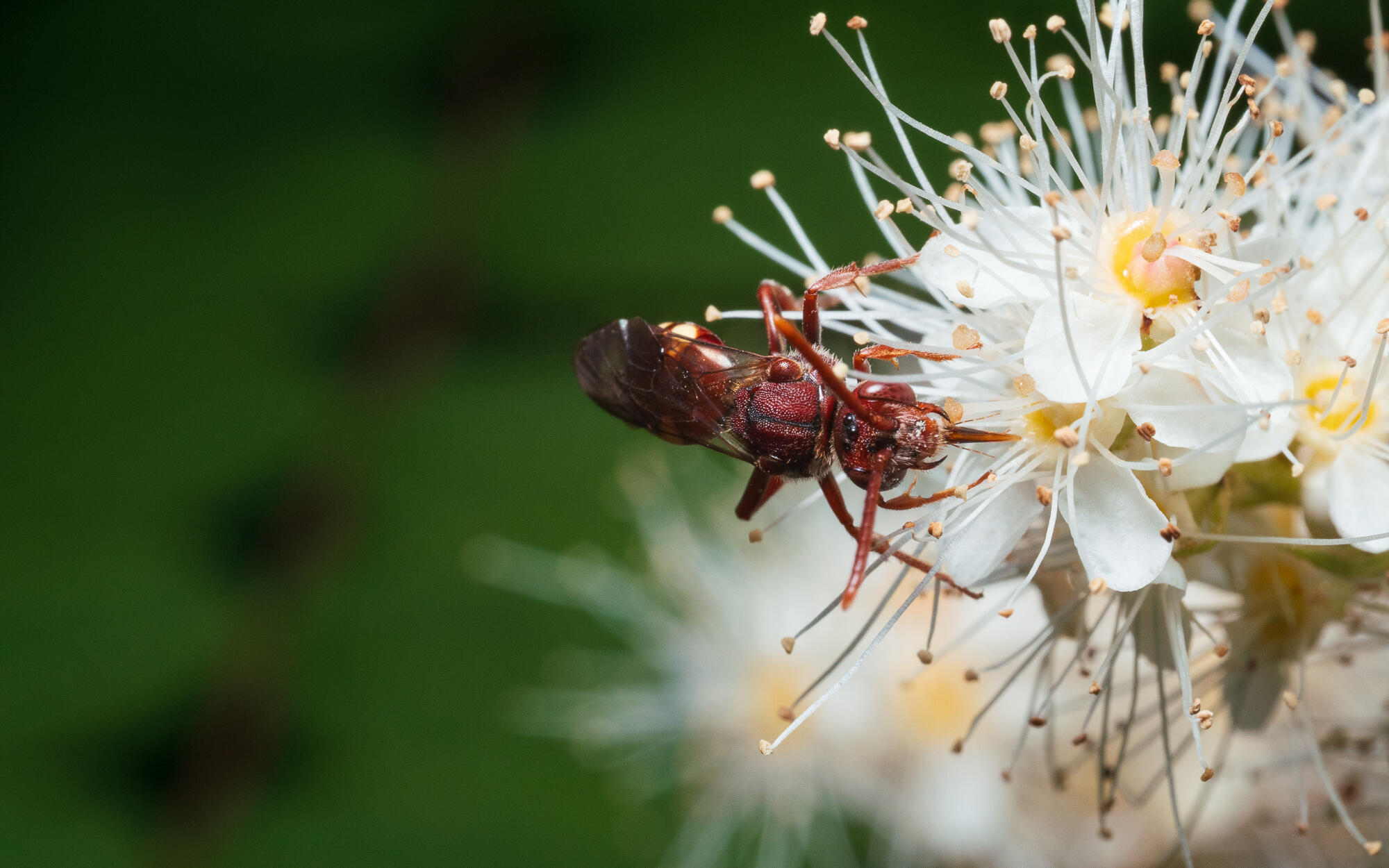 Nomad Bee