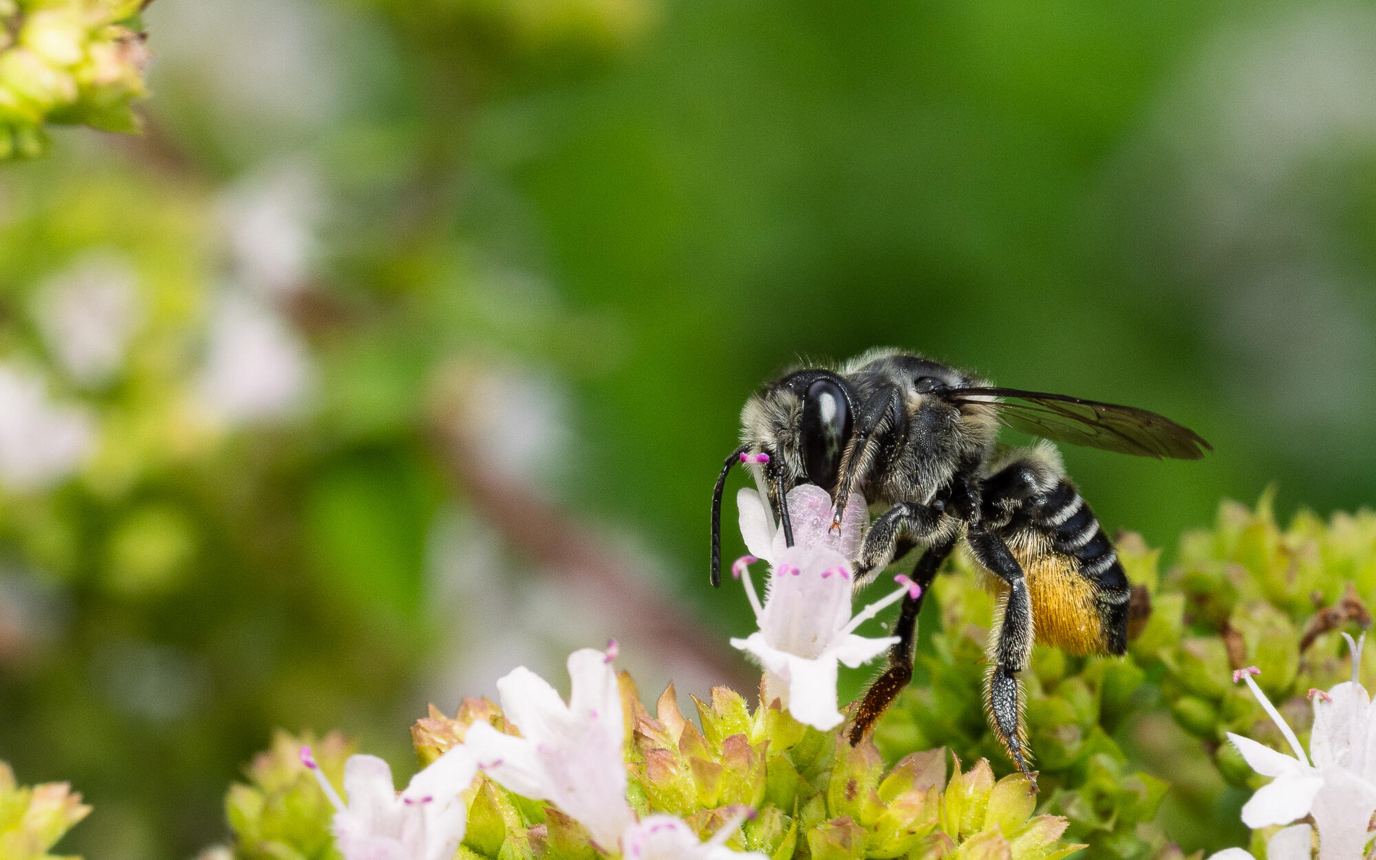 Leafcutter Bee