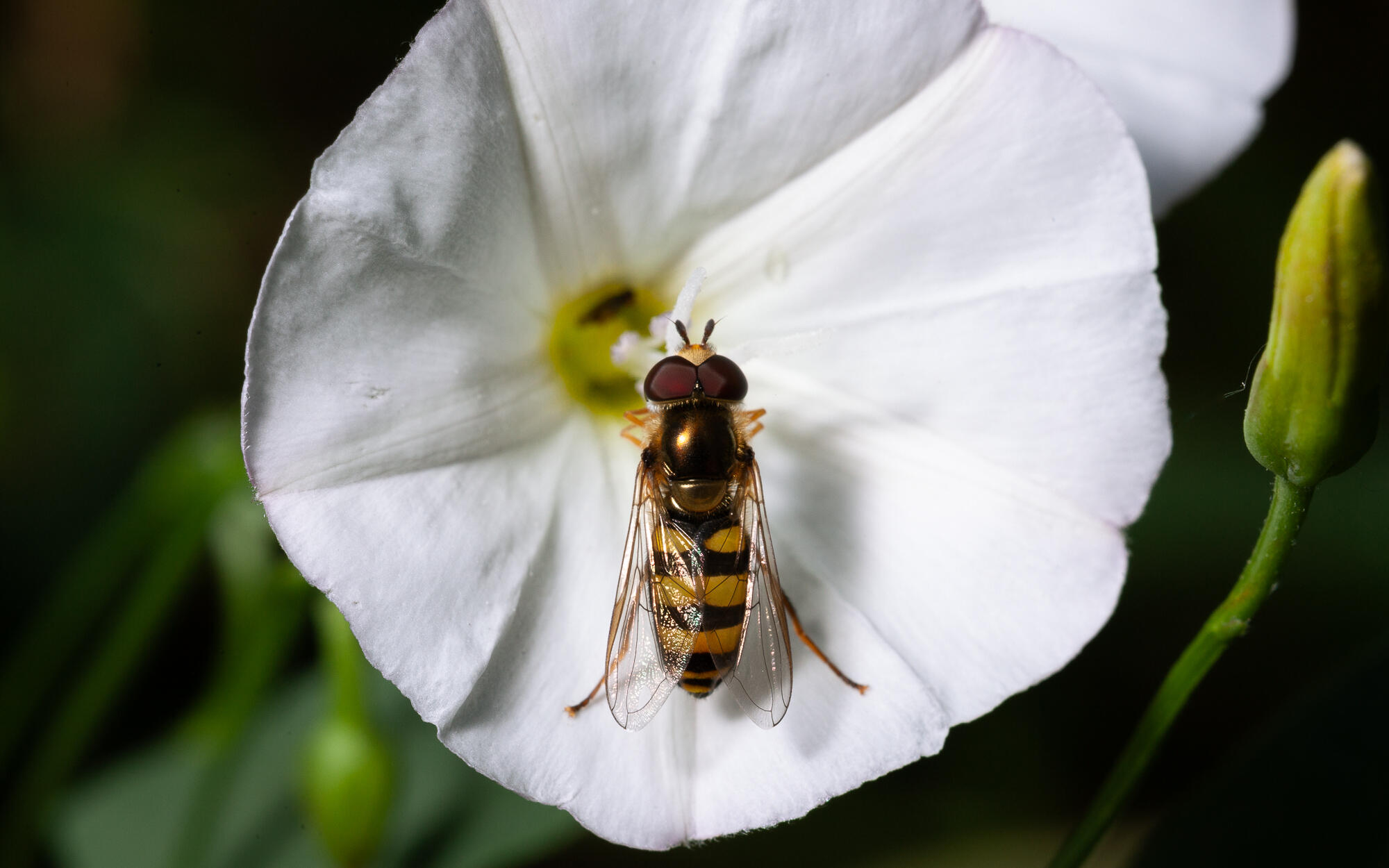 Flower Fly