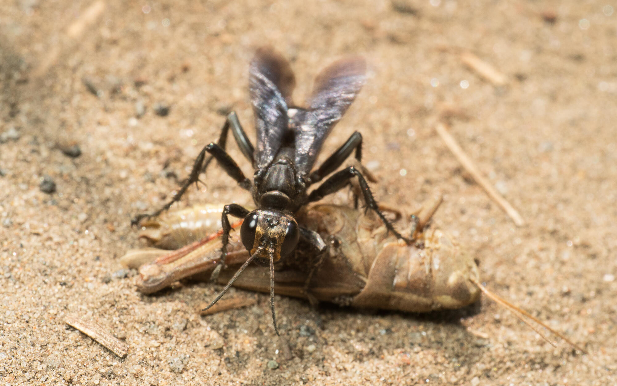 Great Black Digger Wasp
