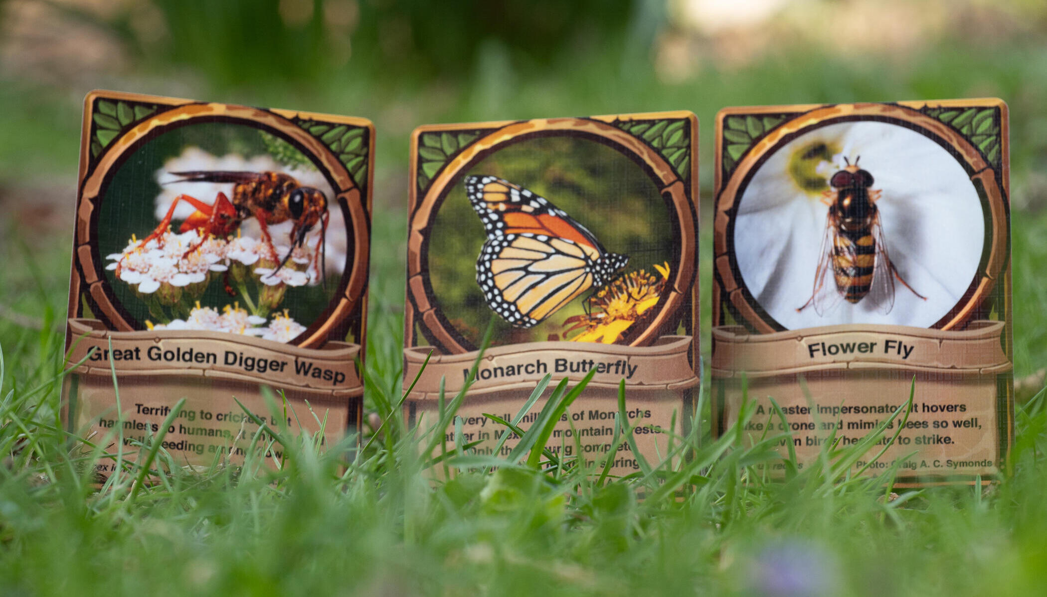 Auraswarm Trading Cards